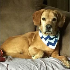 Meet your Posher, Brendon